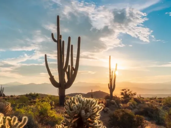 sonora desert sunrise